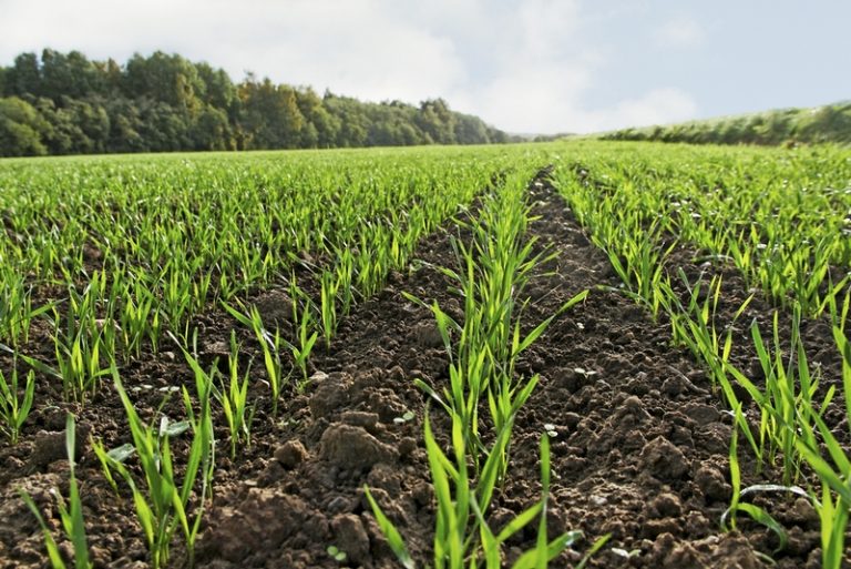 Update: The Impact of Fuel Price Adjustments on the Agricultural Sector