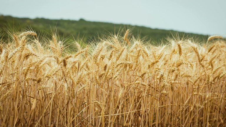 Grain SA and SACOTA Take Formal Legal Steps Against Government Over Crippling Wheat Tariff Delays