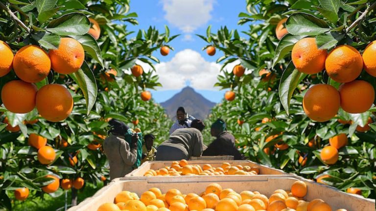 From Volume to Value: Experts’ Take on South Africa’s Historic Citrus Milestone