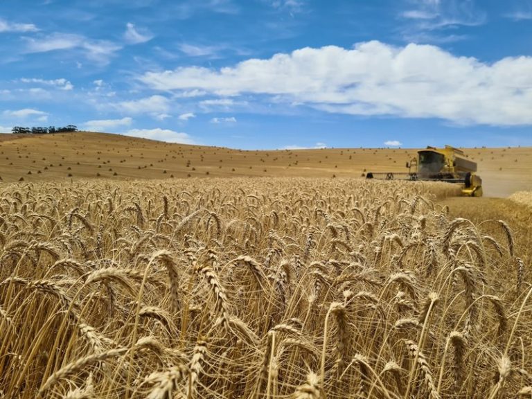 Big Harvests Mask Brutal Squeeze on SA Farms