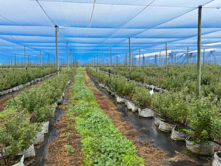 Western Cape Blueberry Boom: Premium Agricultural Assets Open for Public Tender