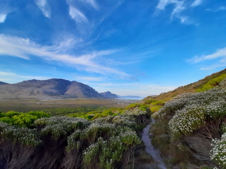 New fynbos soil discovery could unlock secrets to natural soil health and fertilizer efficiency