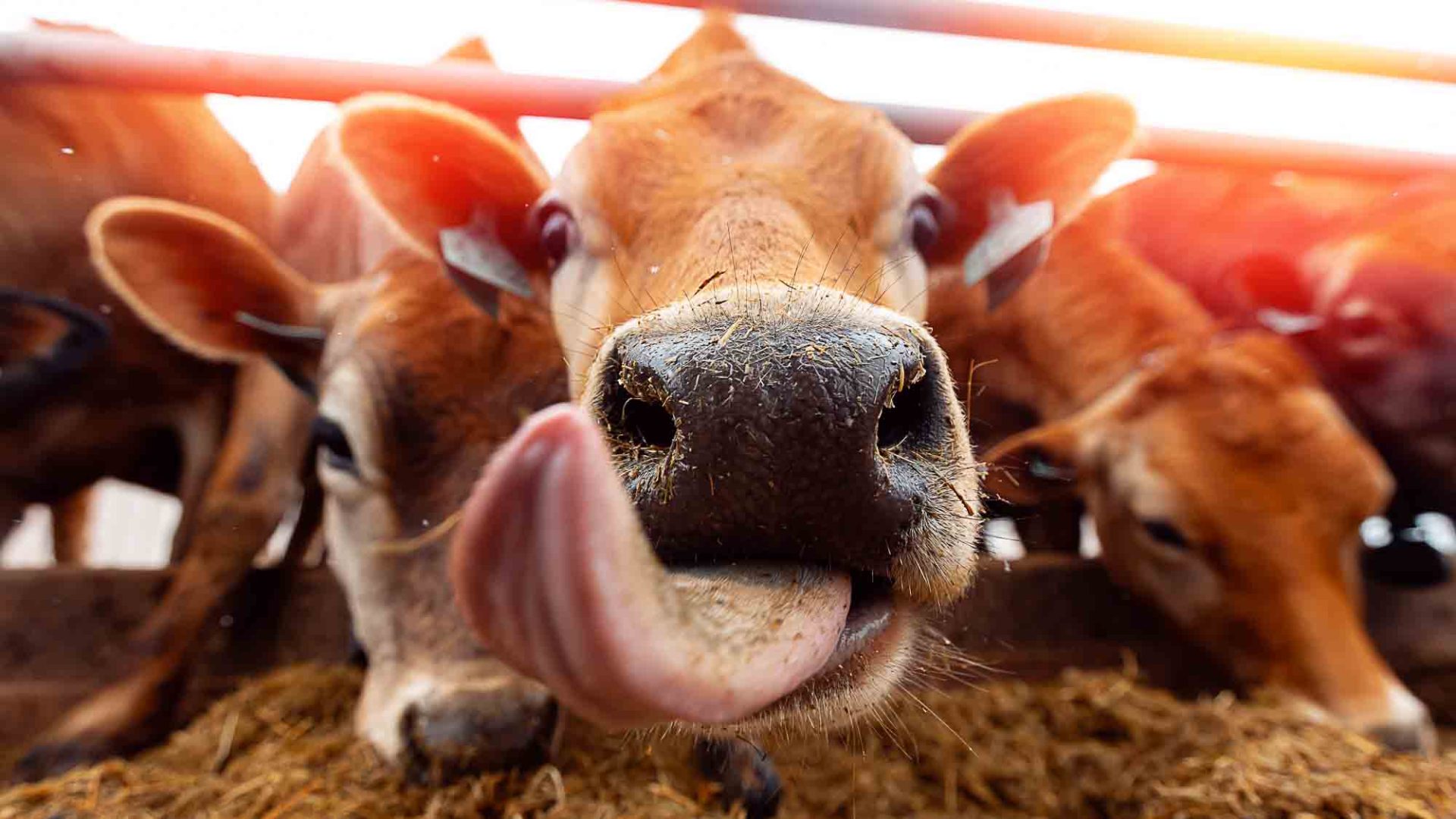 Foot-and-Mouth Disease