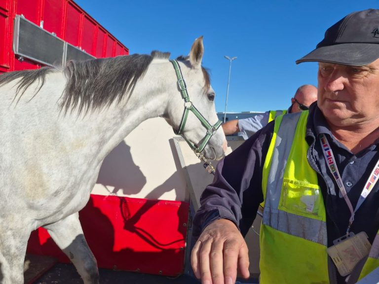 Western Cape Horses Gallop Back onto the Global Stage