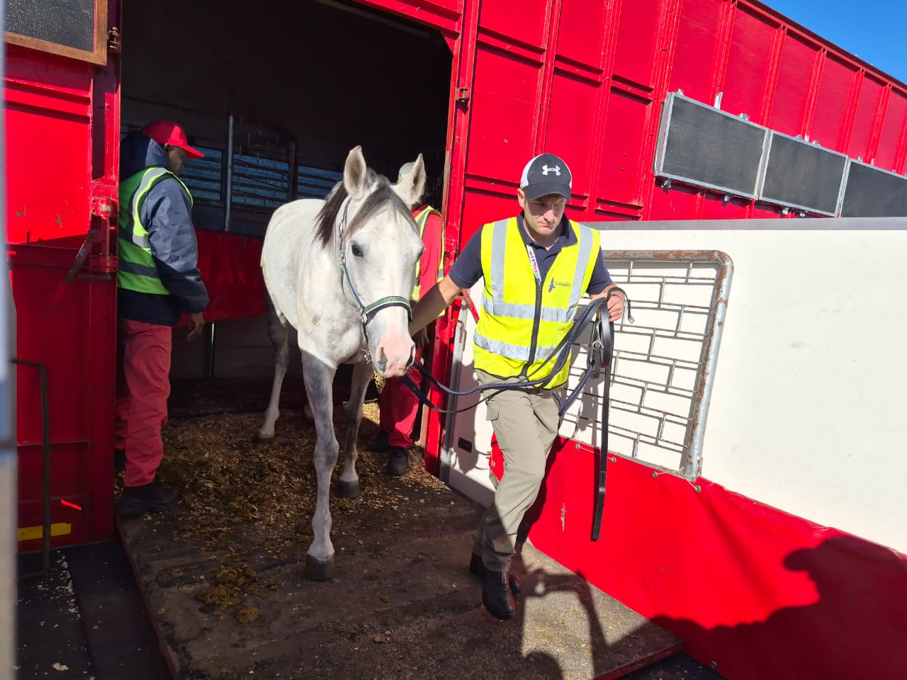 Western Cape Horses Gallop Back onto the Global Stage