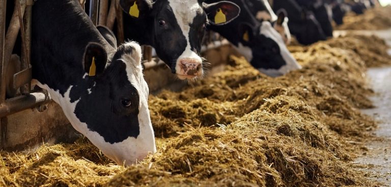 AFMA Forum 2026: Crucial Gateway for the Animal Feed Sector