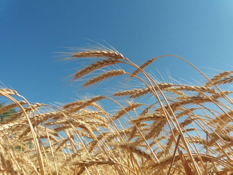 The Looming Hunger Crisis South Africa Cannot Afford to Ignore