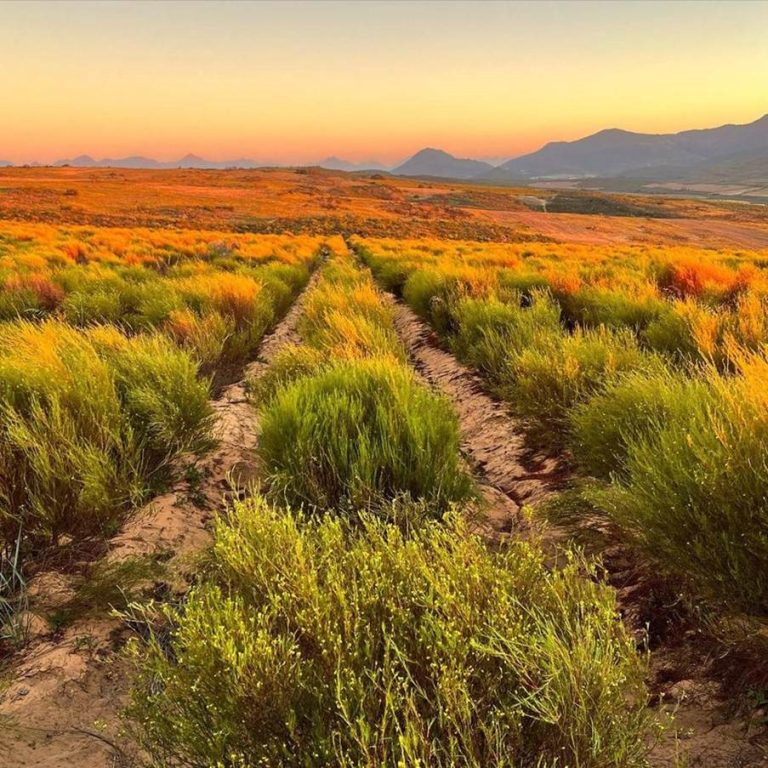 As Rooibos demand grows, safeguarding its origin matters more than ever