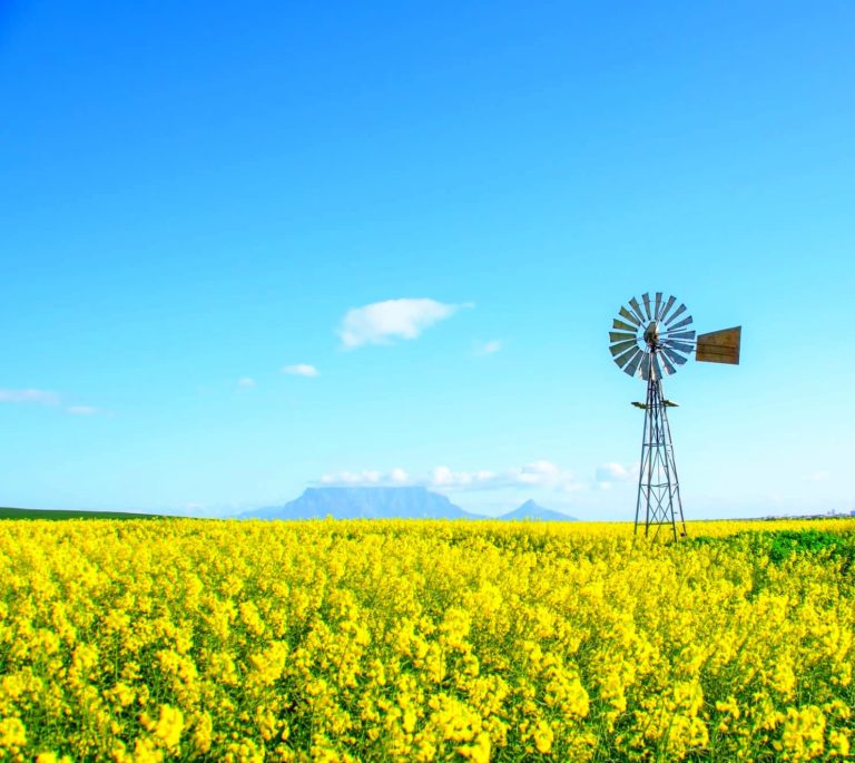 Western Cape Canola Set for Strong Harvest Outlook