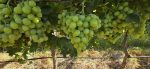 South African Table Grape