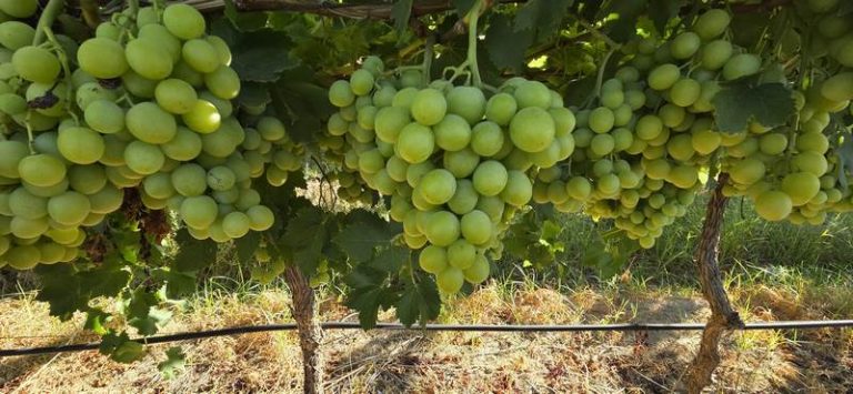 Landmark Joint Summit to Shape Future of South African Table Grape Sector