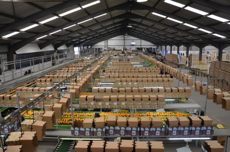 Farm-Gate Success, Macro Failure: Inside the BFAP 2026 Baseline