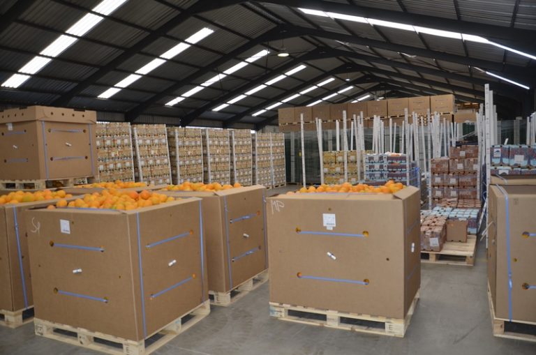 Major Win for South African Citrus as India Approves In-Transit Cold Treatment