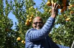 Citrus Day