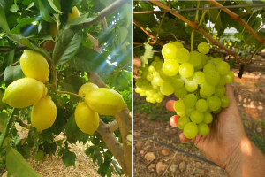 Limpopo