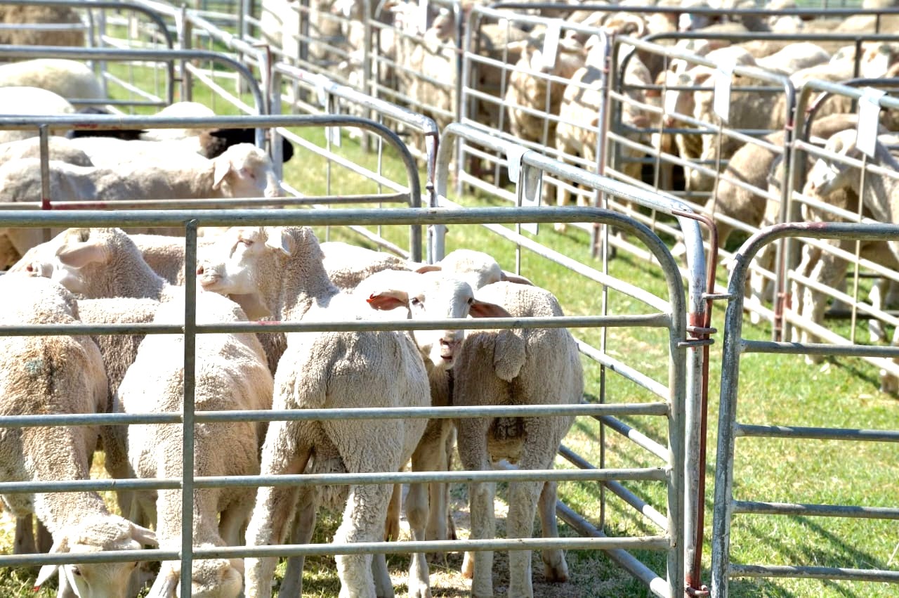 Karoo-gasvryheid op sy beste by die 5de Saai Karoo Landboufees op Laingsburg Laingsburg