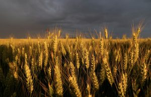 SA Wheat
